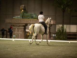 Arabian Horse Show Fieracavalli