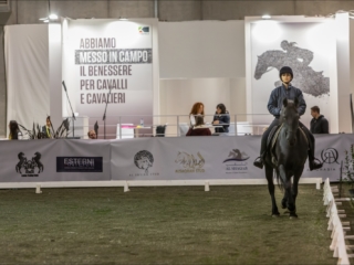 Arabian Horse Show Fieracavalli